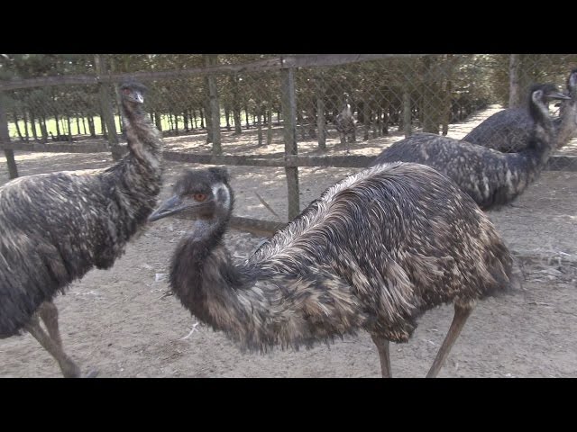 Emu VS Nandu - Emufarm 2016