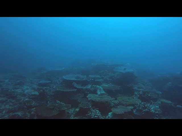 Scuba diving in Madagscar - Coral garden