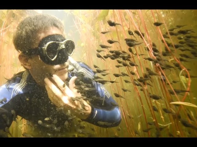 Diver Discovers Tadpole Paradise