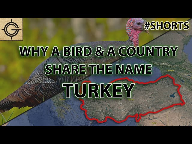 Why a Bird and a Country Share the Name Turkey #shorts