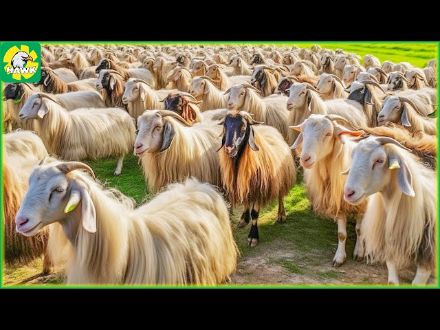 Goat Farming 🐐 How to Raise Millions of Cashmere Goats for Their Fur | Farming Documentary