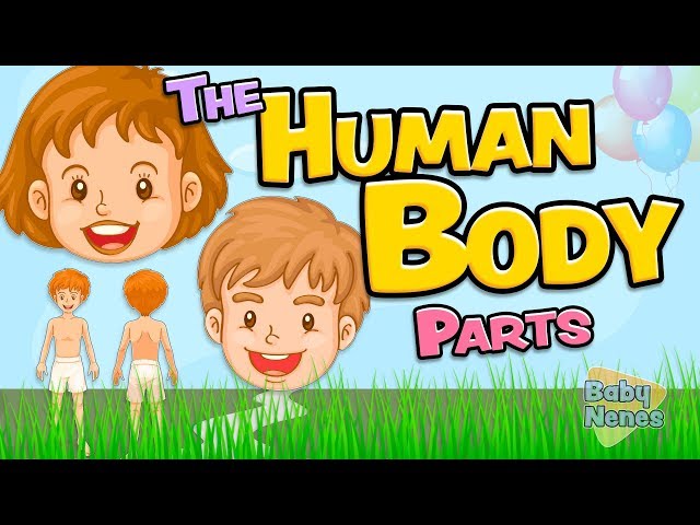The human body parts in English for kids - Anatomy vocabulary