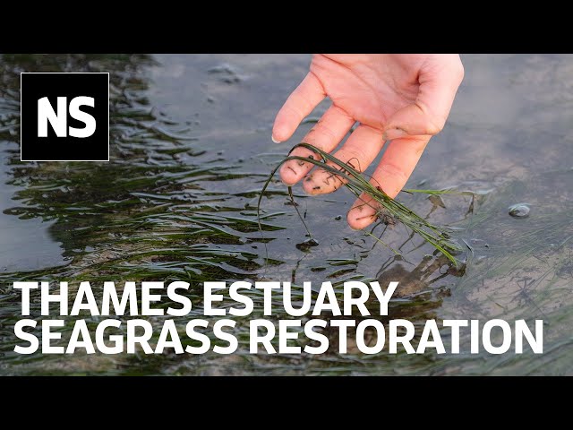 Seagrass restoration in Thames estuary could restore seahorse and shark habitat