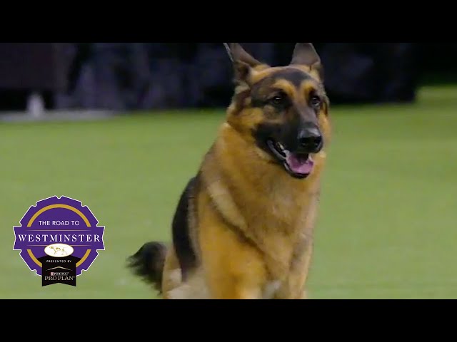Best of Breed Minute: The German Shepherd Dog