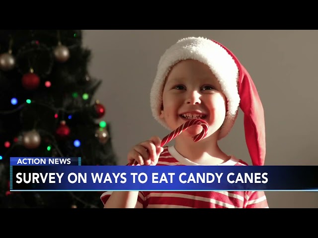 What is the proper way to eat a candy cane?