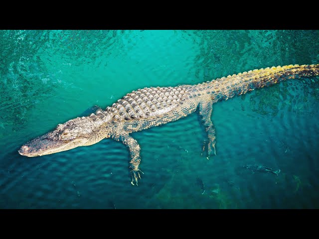The Vicious Rivalry Between Sharks and Vulnerable Crocodile | The Predator's Bay | Real Wild