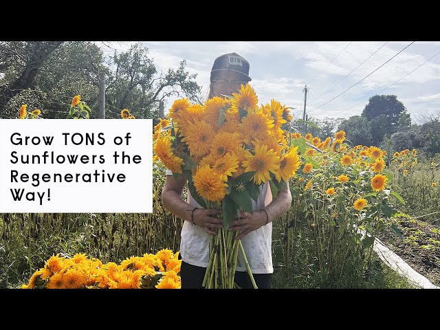 Grow TONS of sunflowers the Regenerative way !