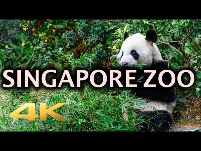Singapore Zoo Animals Tour 4K
