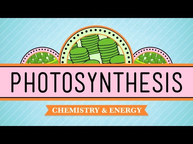 Photosynthesis: Crash Course Biology #8