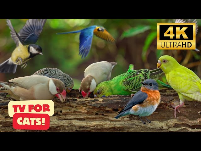 🔴 Cat TV |  Birds for Cats to Watch |  Videos for Cats | Cat Games | Stunning 4K HDR 50 FPS