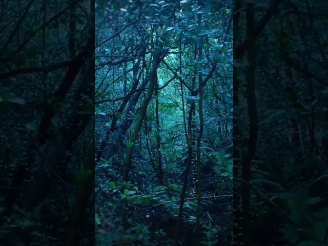 Rain in Forest White Noise | Sleep, Study, Focus