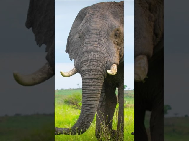 Who Else Loves Photographing Elephants? #Elephants #Safari