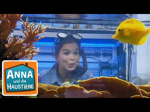 Meeresfische | Information für Kinder | Anna und die Haustiere