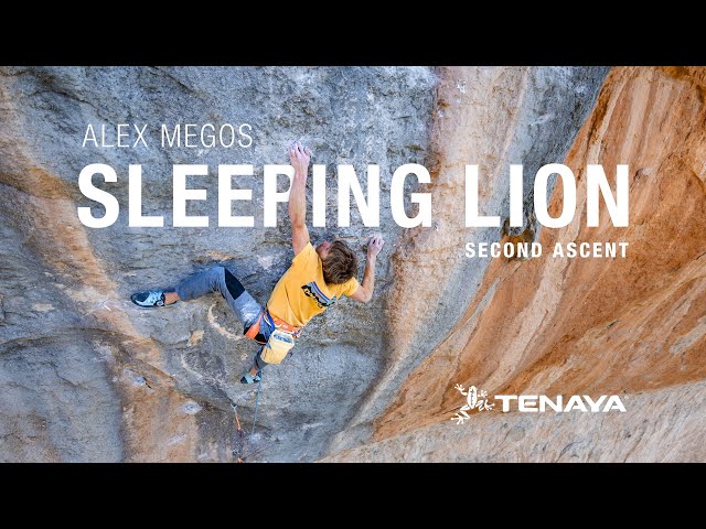 Sleeping Lion | Alex Megos