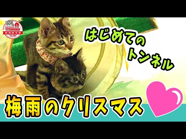 【はじめてのトンネル】梅雨のクリスマス💖猫親族と遊ぶ／2021年5月28日ジオラマ食堂の保護猫家族