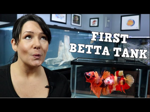 Watch This Before Buying Your First Betta Tank!