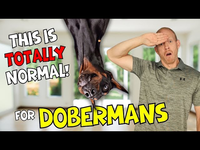 Concerning Behaviors Dobermans Do That Are ACTUALLY Normal