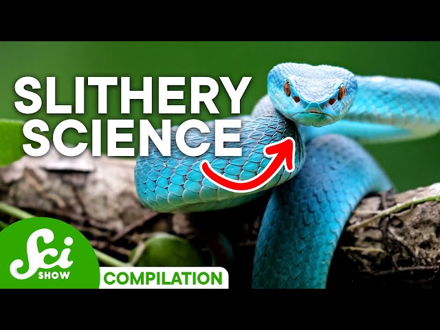 Shocking Facts About Snakes You Should Definitely Know