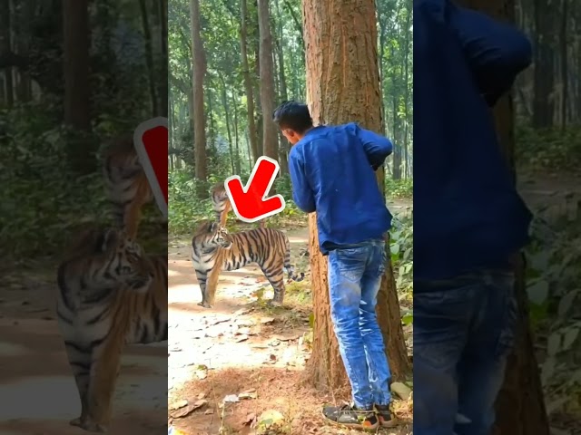 SECONDS OF SURVIVAL FROM TIGER ATTACK #tiger #human #attack #clip #viral #shorts
