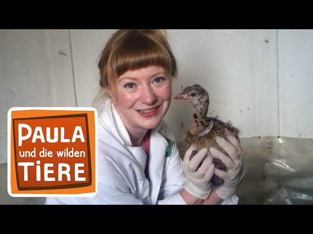 Raus zum Strauß | Reportage für Kinder | Paula und die wilden Tiere