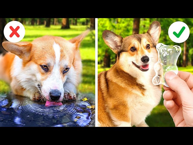 🐶🐾 Useful Hacks, Tricks And Gadget Every Pet Owners Should Know!
