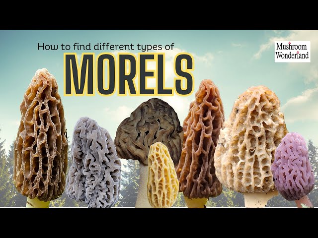 How to find many types of Morel Mushrooms
