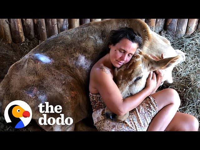 Neglected Cow Melts Into Her Rescuer's Arms | The Dodo Heroes