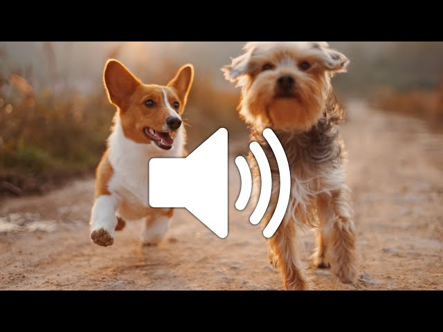 Dog Barking Sound Effect - Copyright free