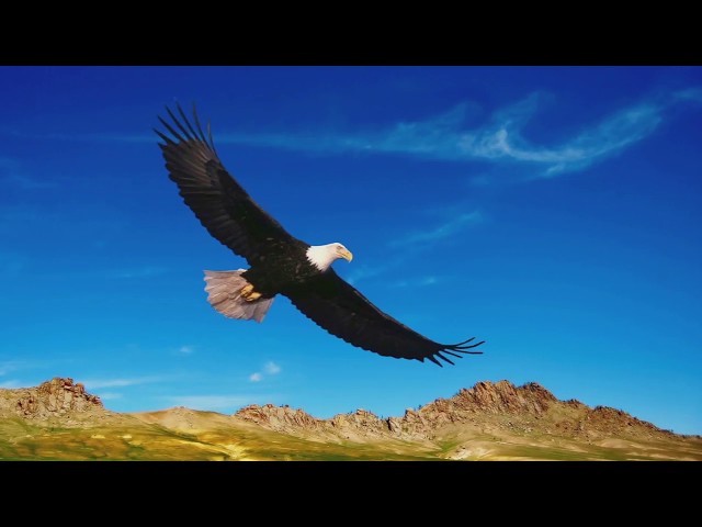 Alfred Haberl - VISION    Flight Of The Eagle