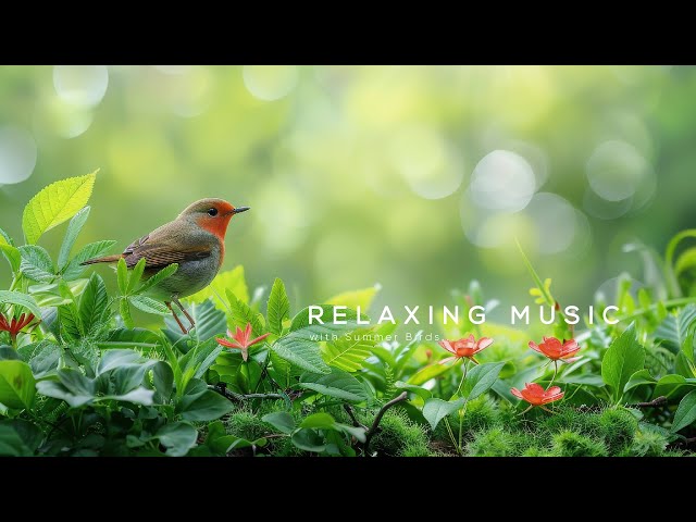 Relaxing Music with Summer Birds - Relaxing Music For Stress Relief, Sleep Music, Meditation Music