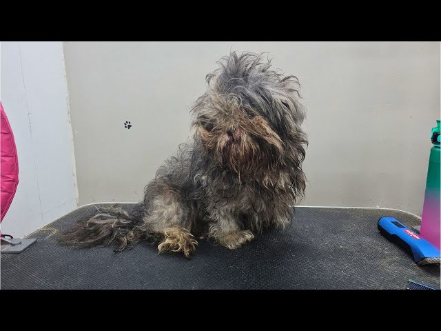 🐶😍❤️ INCREABLE MATTED DOG TRANSFORMAITON - DOG GROOMING