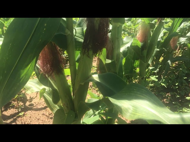 Sweet corn update