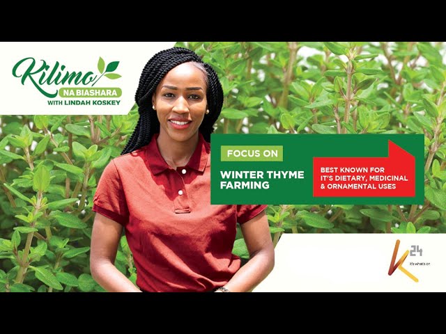 Focus on Winter Thyme Farming | Kilimo na Biashara