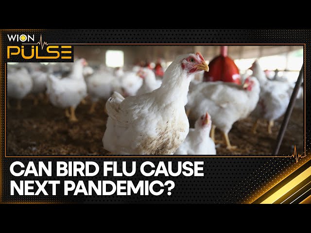 Bird Flu in US cows: Should the world be worried? | WION Pulse