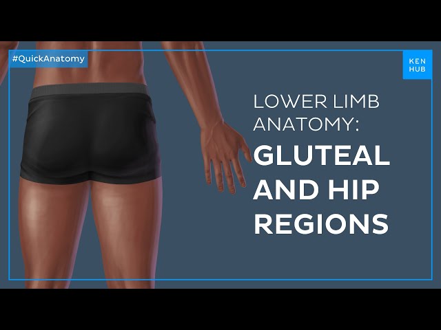 Thigh muscles anatomy: Groups, attachments, functions - Quick Anatomy | Kenhub