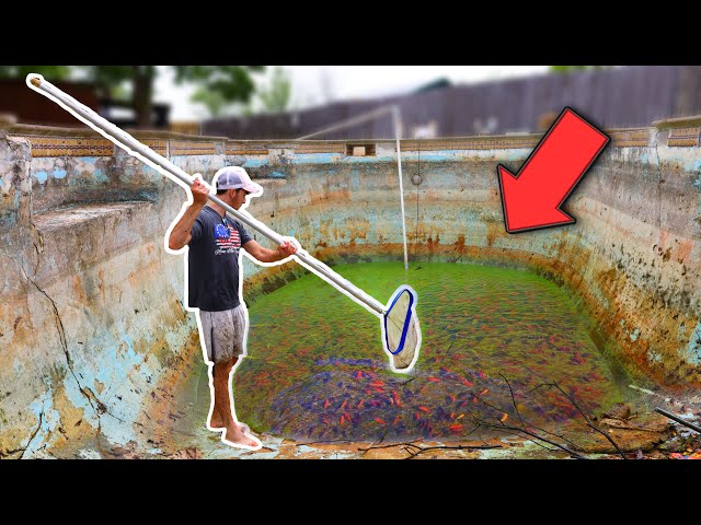 Saving THOUSANDS of Goldfish from DRIED UP POOL!!! (RESCUE MISSION)