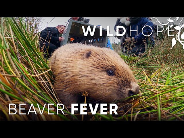 Beavers bring wetlands back to the UK | WILD HOPE