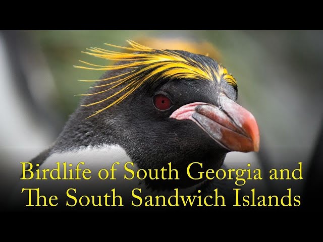 Bird Life of South Georgia and The South Sandwich Islands