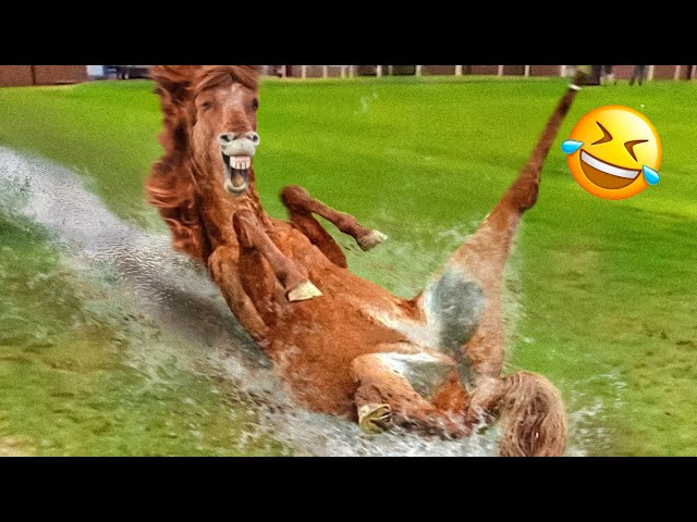 Funny Dogs And Cats Videos 2023 😅👌 - Best Animal Videos Of The Month 😁 #3