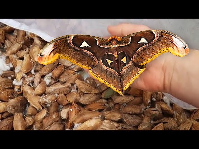 1000 Giant Atlas Moth Cocoons Hatched During Lockdown