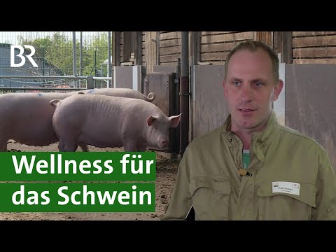 Forschung an Tierwohl-Schweinestall: Mehr Tiergesundheit in der Schweinehaltung? | Unser Land | BR