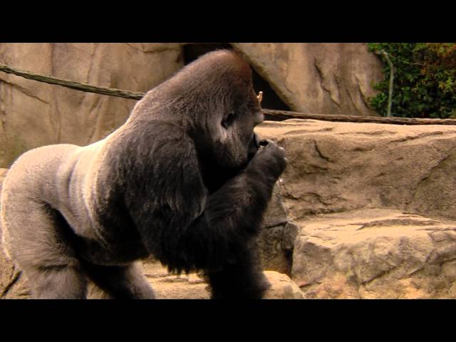 Gladys' Gorillafication 14 Months the Big Ending - Cincinnati Zoo