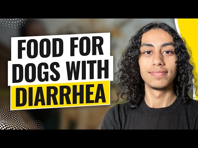 Food For Dogs With Diarrhea (2024)