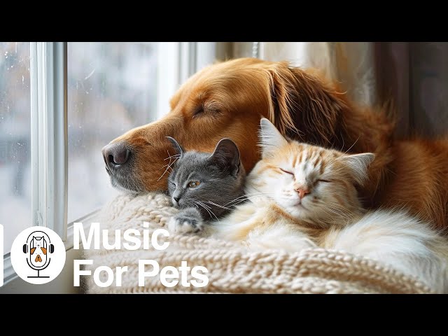 Have the Most Relaxed Cat & Dog! Relaxing Music for Easily Stressed Cat & Dog, Help Cat & Dog Sleep!