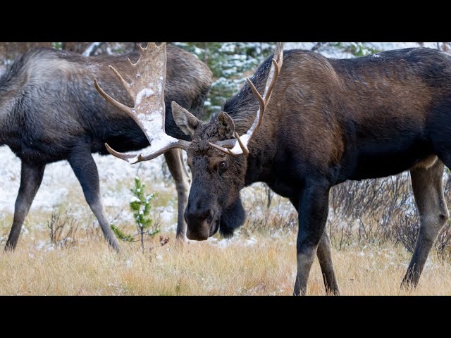 Magnificent Bull Moose Courting Cow During the Rut