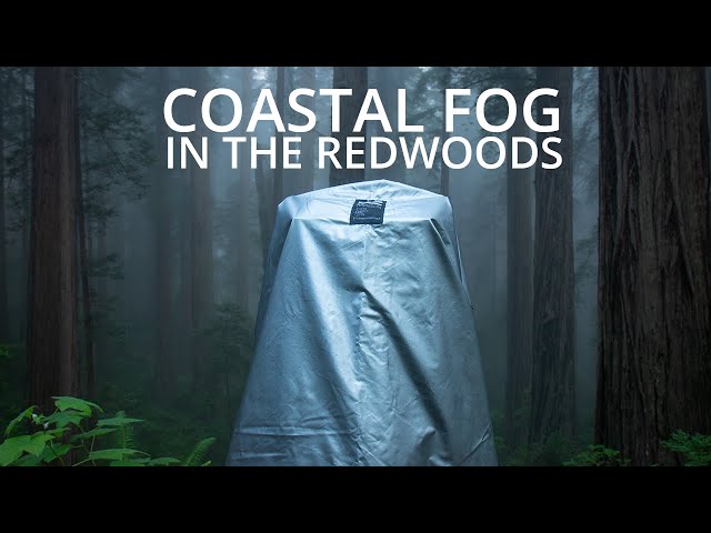 Redwoods In The Mist | Large Format Photography 2021 - Episode 5