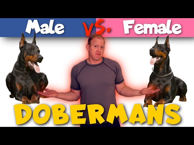 Male vs. Female Dobermans: How They Are Different