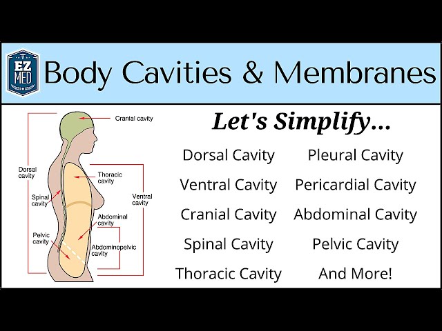 Body Cavities and Membranes: Drawn and Defined [Anatomy Physiology]