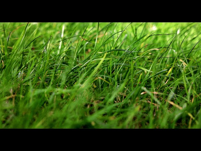 Green grass in the wind - 4K free stock video