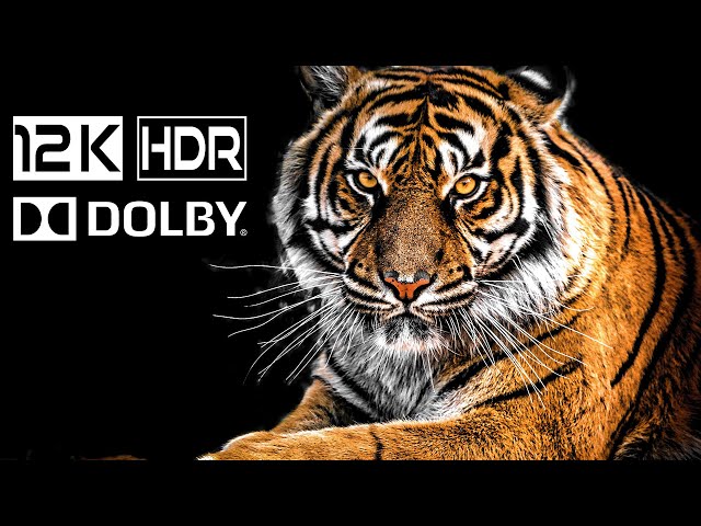 ANIMAL WORLD 12K HDR 60Fps Dolby Vision